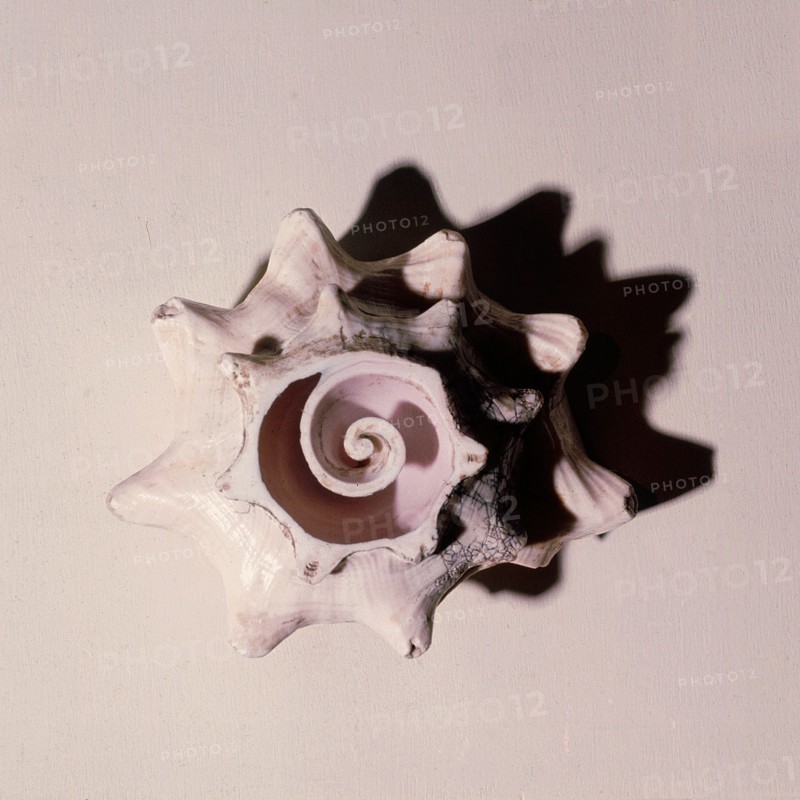Conch shell, cut in cross section, a symbol of Quetzalcoatl as Ehecatl, Lord of the Winds