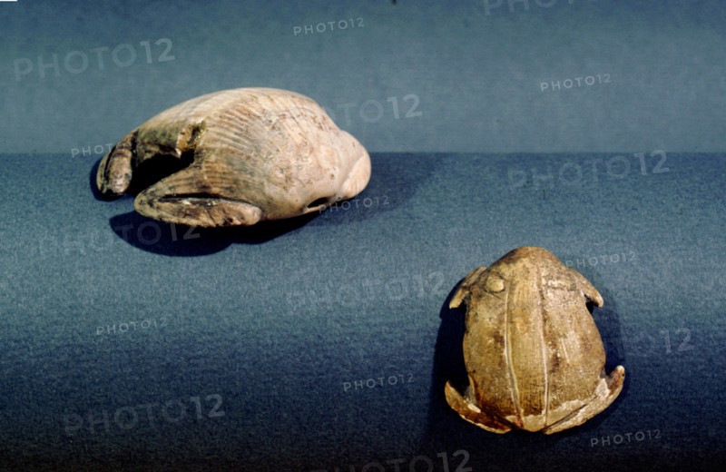 Branchipod valve toad ornaments
