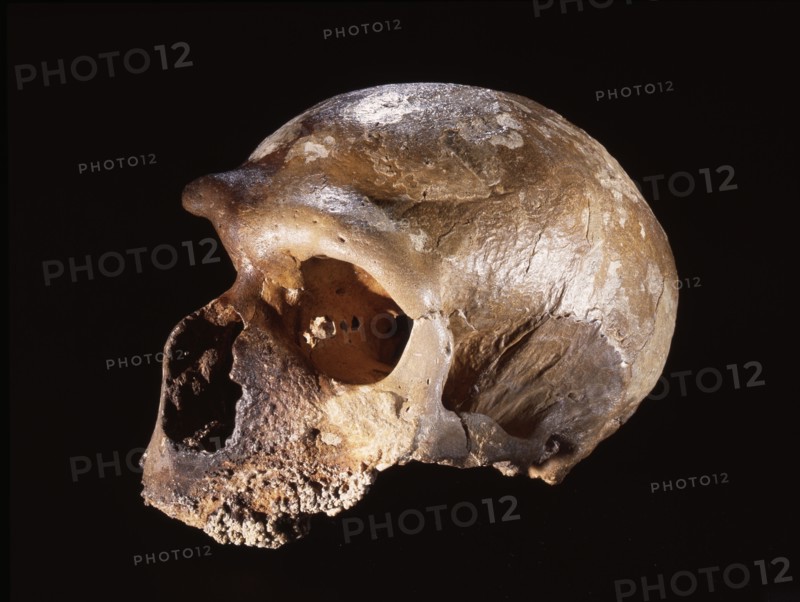 Neanderthal skull