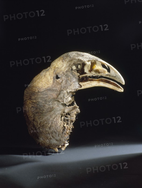 The skull and neck of a moa, mummified in the dry atmosphere of a central Otago cave