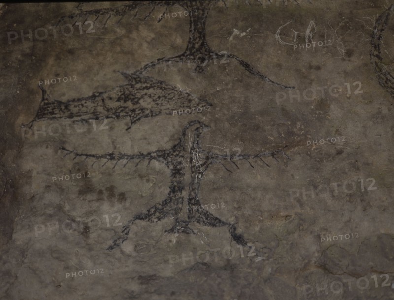 An early Maori rock drawing, from a limestone shelter, of a fish with several bird like figures