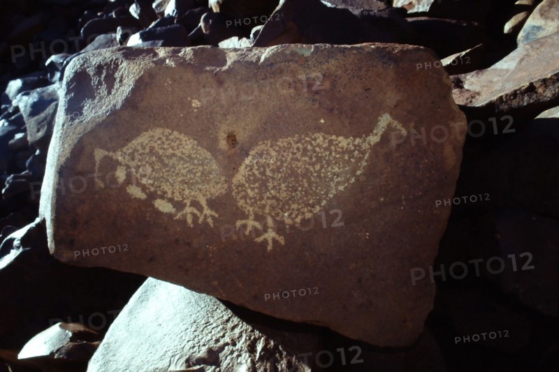 Rock carving of bush turkeys