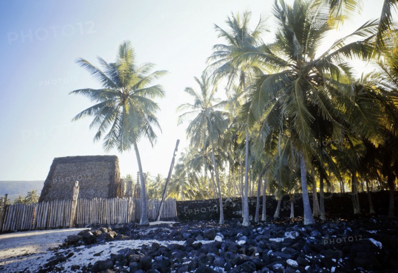 Palm groves around a Marae, temple site, near Hanaunau on the west coast of Hawaii