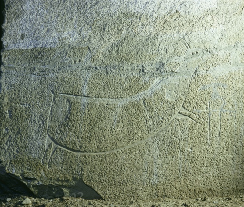 Rock engraving depicting an animal