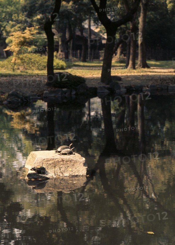 The Zen garden of the Ryoan-ji temple in Kyoto