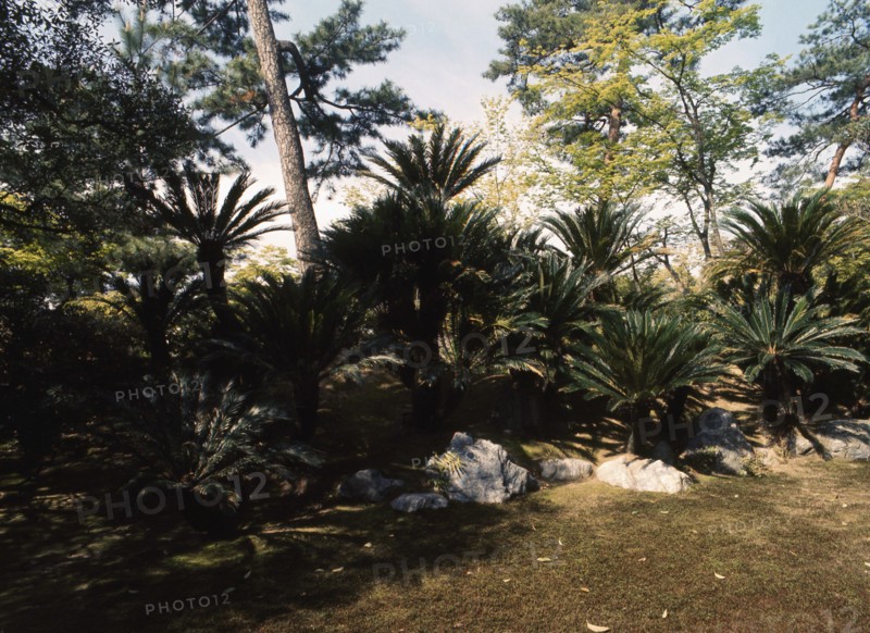 Palm grove in front of the waiting room to the formal tea house in the grounds of Katsura Imperial Villa