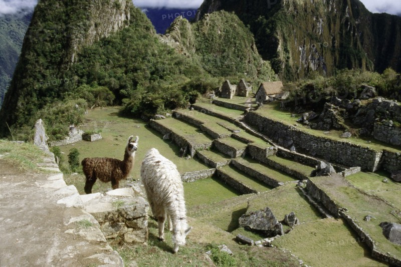 View of the "Northern Terraces" at Machu Picchu and two llamas