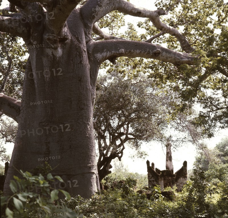 The ruins of Kunduchi, an EastAfrican coastal trading settlement dating from the 16th century