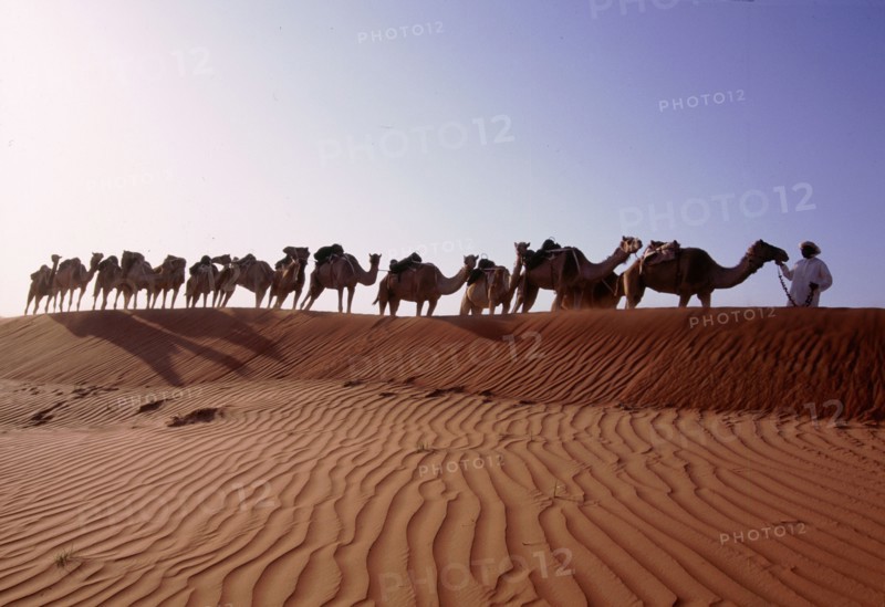 Camel train crossing sand dunes in the desert