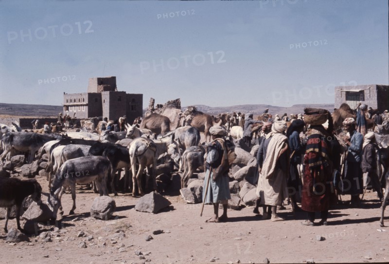 Group of Yemenis with donkeys