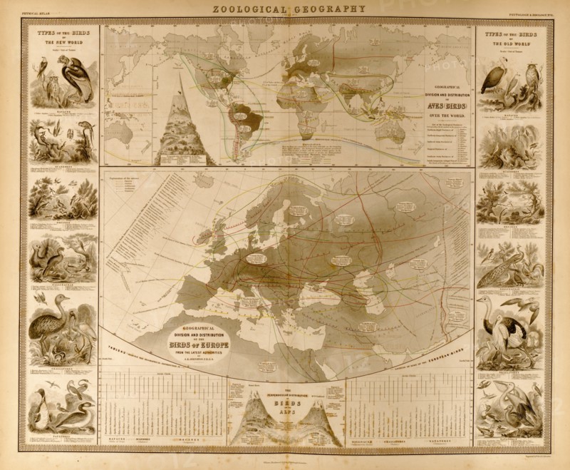 Zoological Geography; Birds of the World 1848