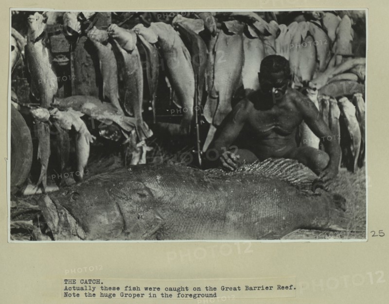 Fish caught on the Great Barrier Reef