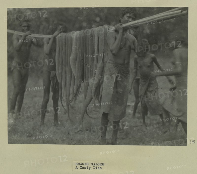 Aboriginal people holding dead snakes