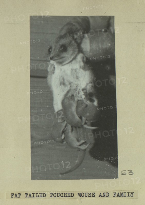 Fat tailed pouched mouse family