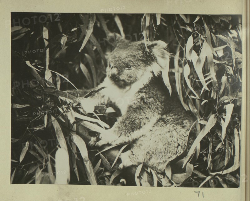 Koala bear