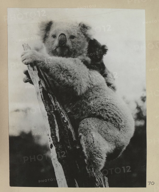 Koala bear with her cub