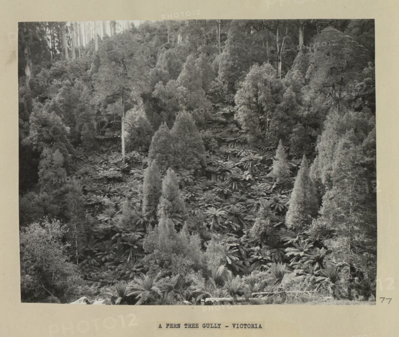 A fern tree gully, Victoria