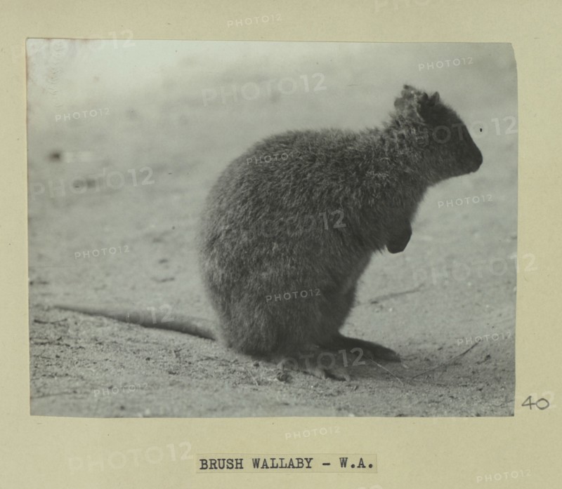 Brush wallaby, Western Australia