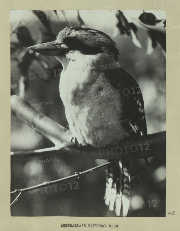 Kookaburra