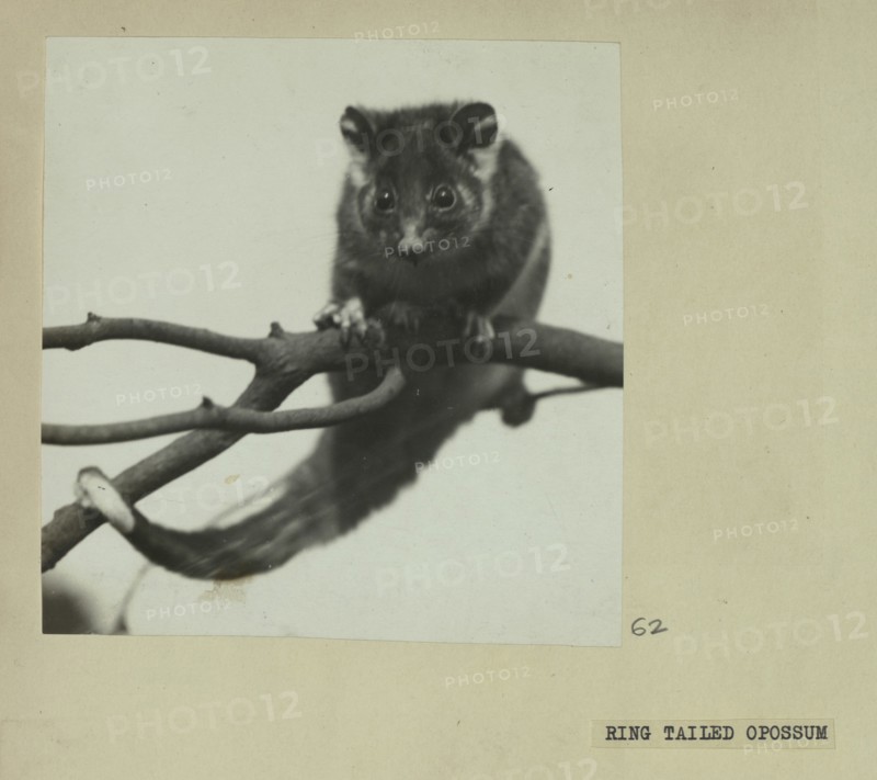 Ring tailed opossum