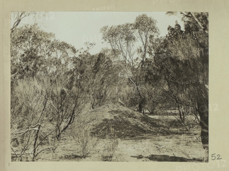 Mound of the scrub turkey