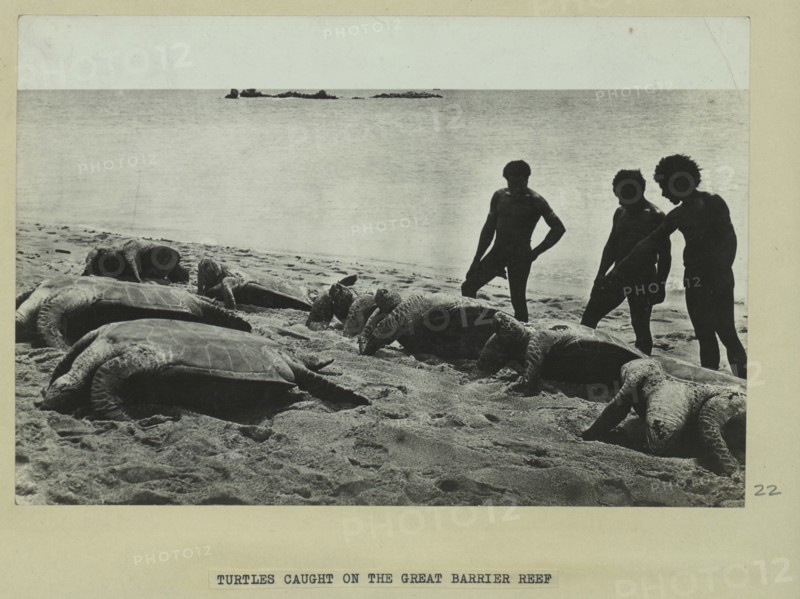 Turtles caught on the Great Barrier Reef