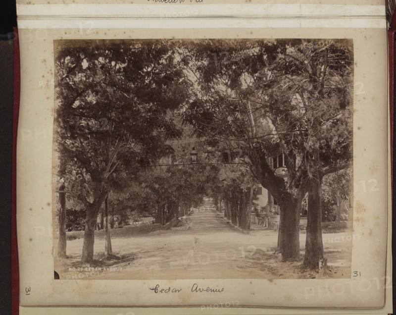 View of Cedar Avenue with house and gas lamp