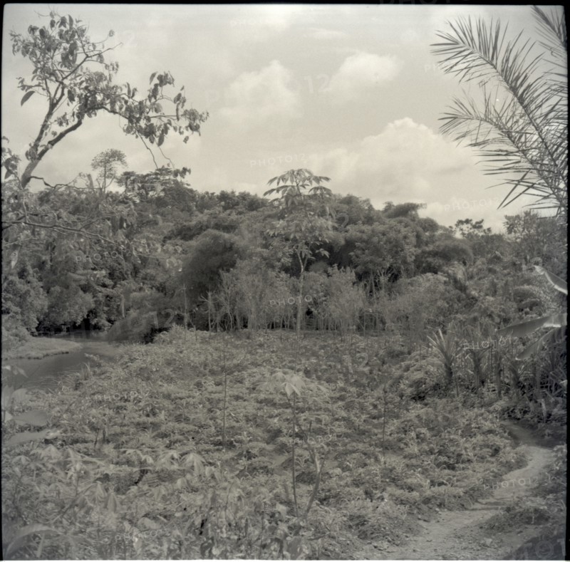 General view of Joseph Tambe's farm