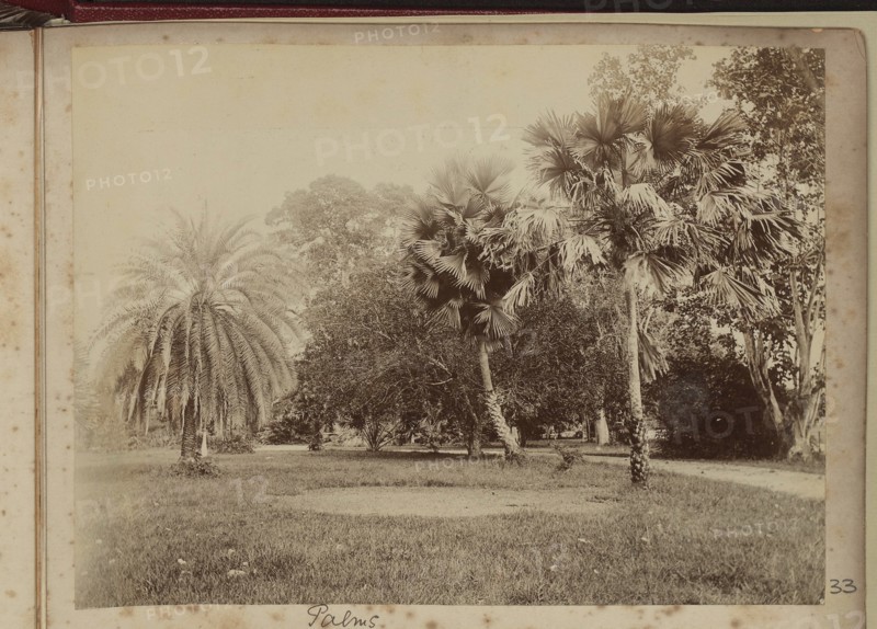 Palm trees