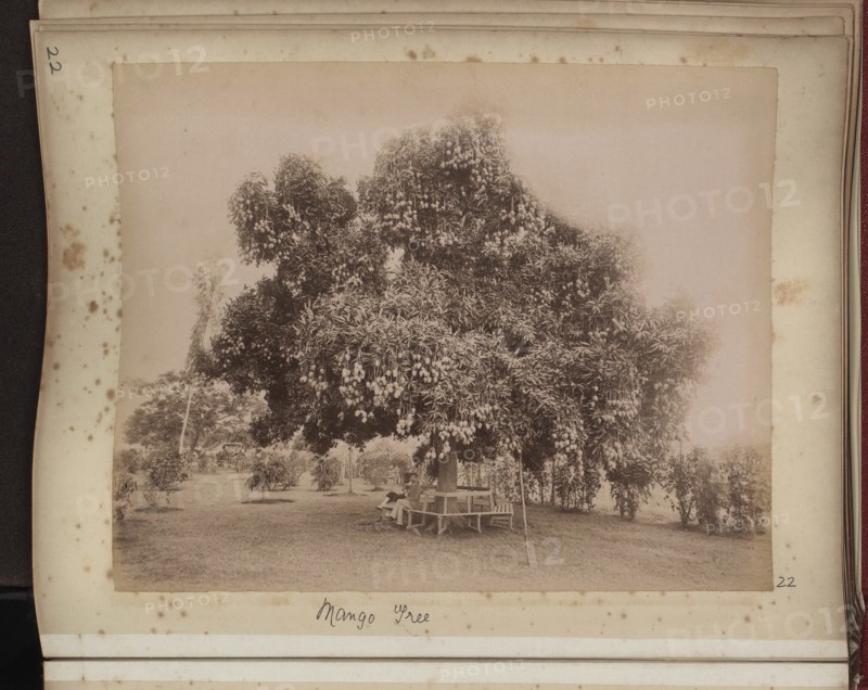 Mango tree