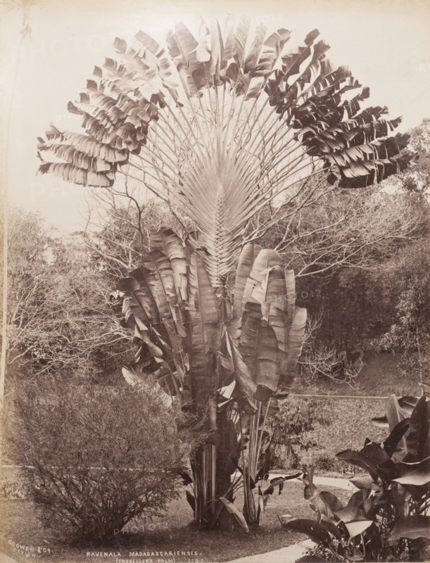 Traveller's Palm