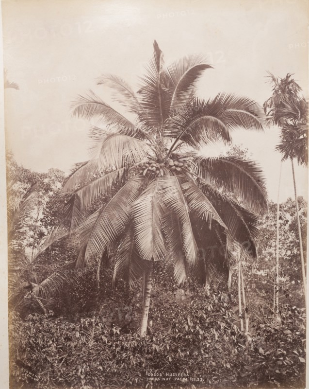 Coconut Palm, Sri Lanka