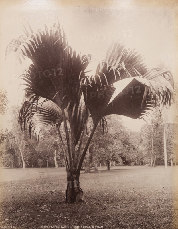 A Coco-de-Mer palm, Sri Lanka