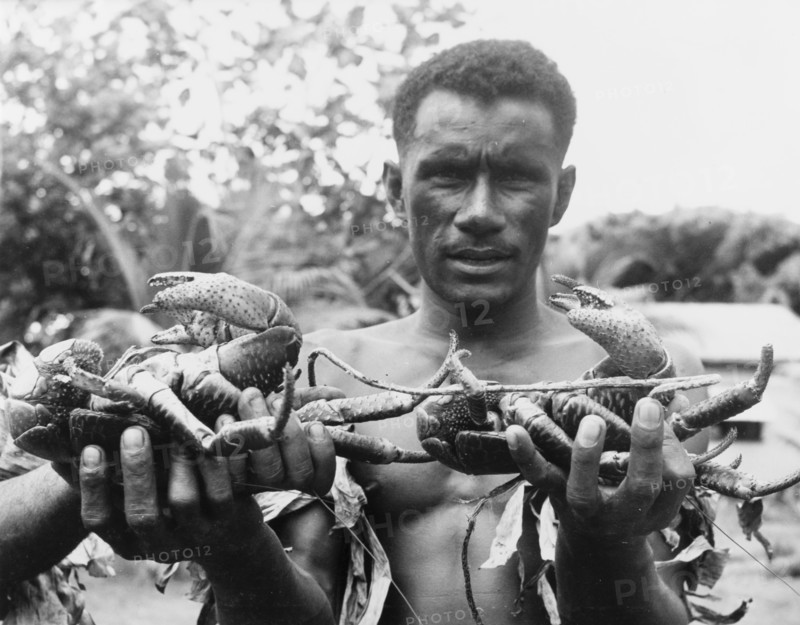 Two coconut crabs
