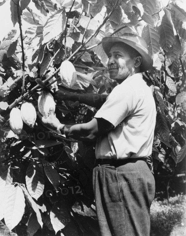 Harvesting a cacao pod