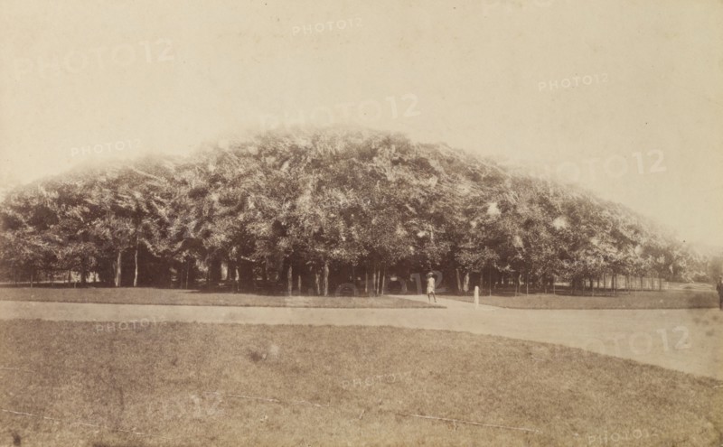 Banyan trees, Kolkata