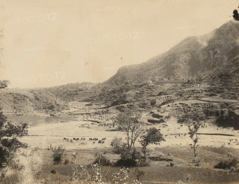 Cattle Fair