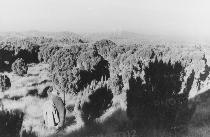 Heathland on Mount Kenya