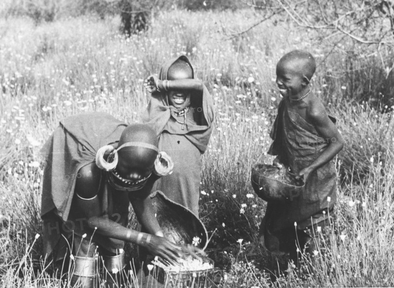 Kikuyu pyrethrum pickers