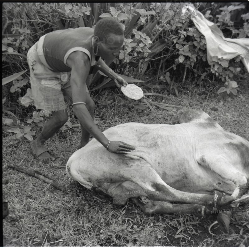 Castration