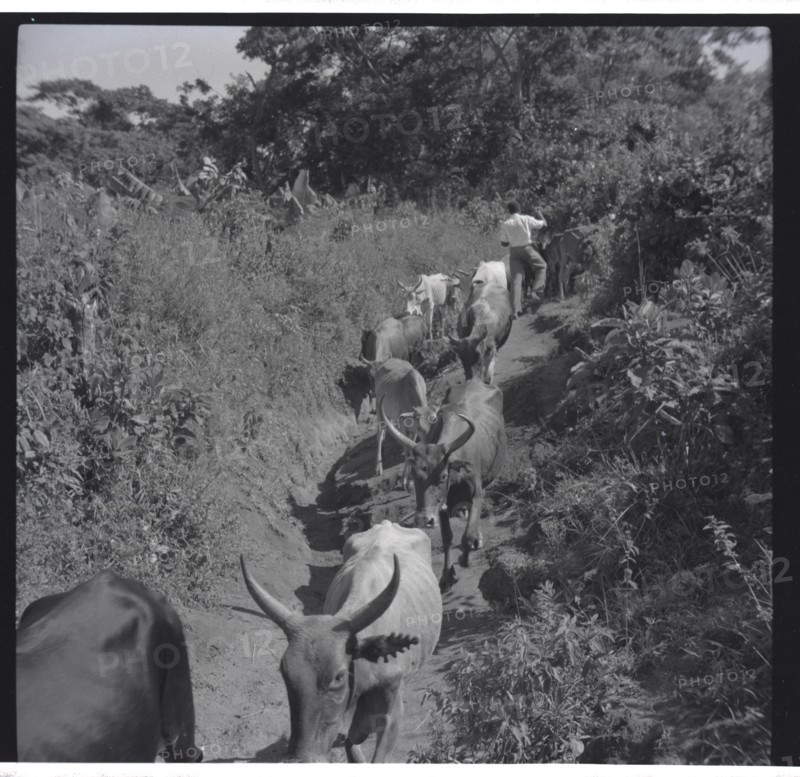 Cattle going down Renchoka hill