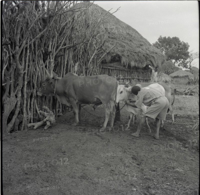 Cattle returning from ploughing