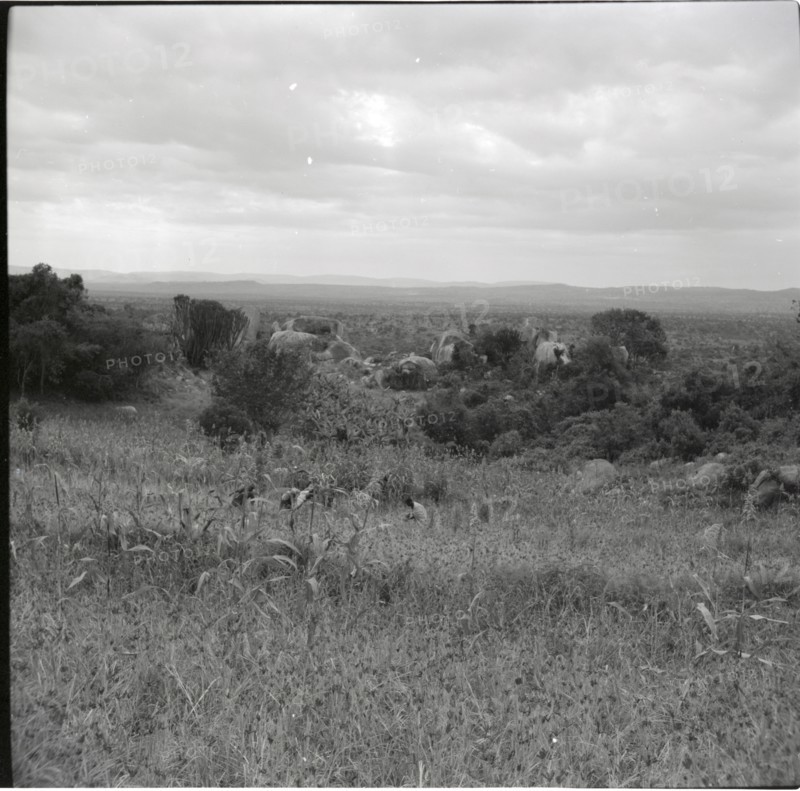 Renchoka hill?