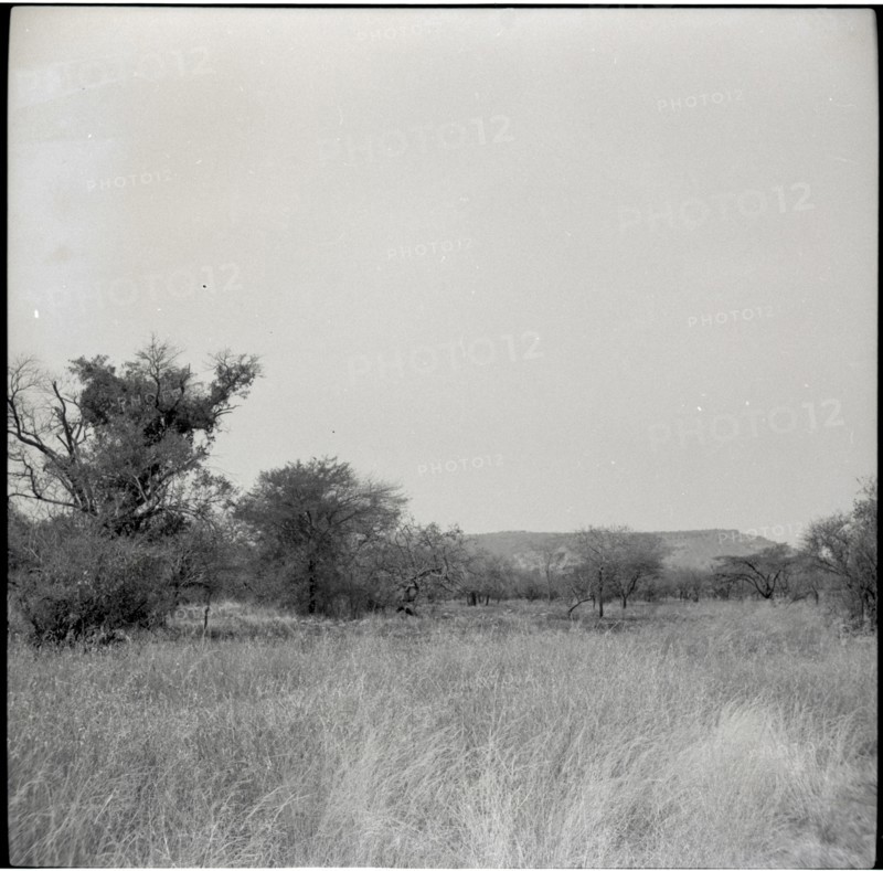 Serengheti plains and very distant animals