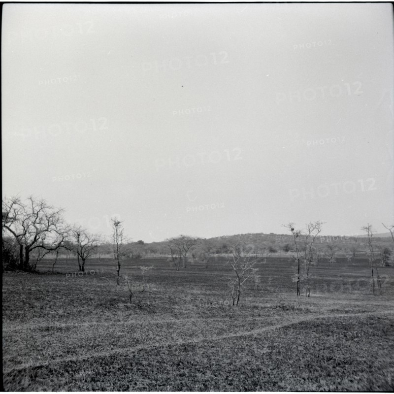 Serengheti plains and very distant animals