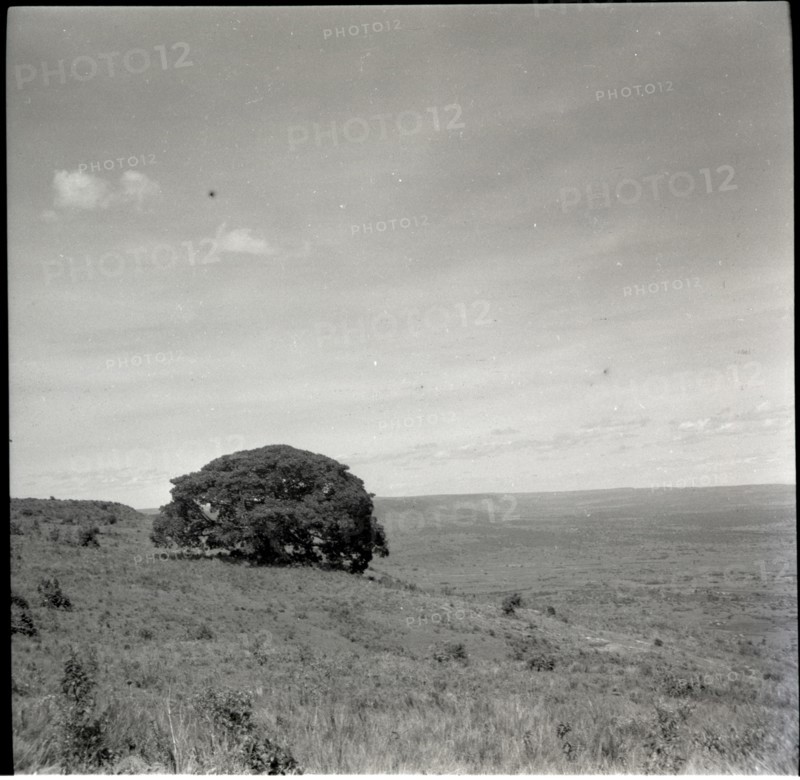 Tree of inyangi (isubo?) on edge of escarpment
