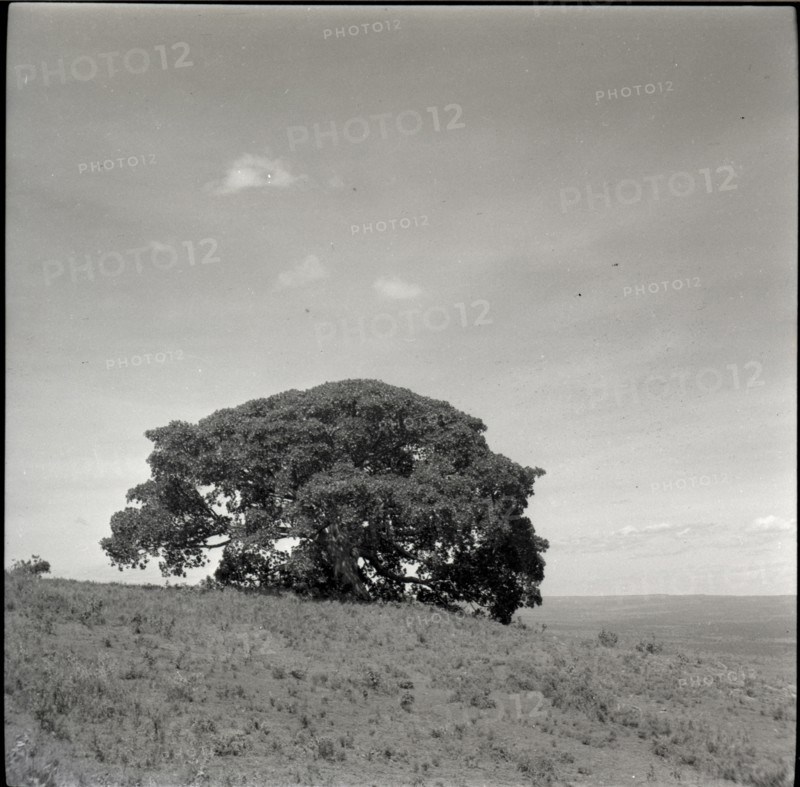 Tree of inyangi (isubo?) on edge of escarpment