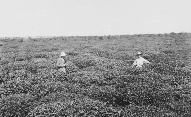 A tea estate at Kericho
