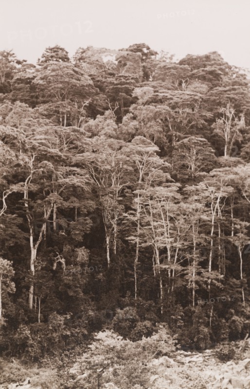 Indigenous forest on the Meru-Embu road
