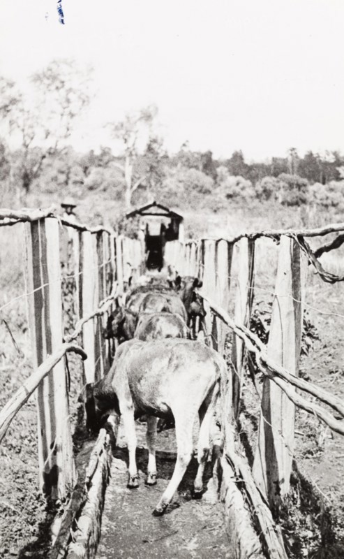 Calves going out of dip